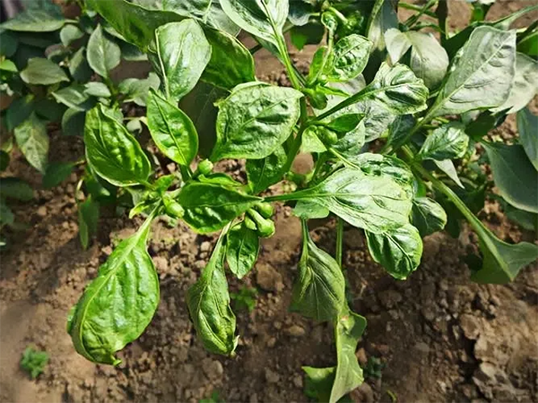 3a152354324d69b0721022909c623f92.png 3a152354324d69b0721022909c623f92.png