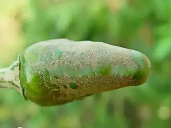 d2f578408d549bc4de9278c3786f86ea.png d2f578408d549bc4de9278c3786f86ea.png