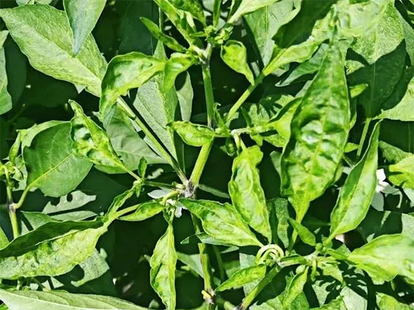 26e24035788d6583a213035dedf49409.png 26e24035788d6583a213035dedf49409.png